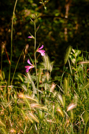 Gladiolus Italicus, also known as Italian gladiolus, field gladiolus, and common sword-lily, growing on the hills of the Marche region of Italyの写真素材