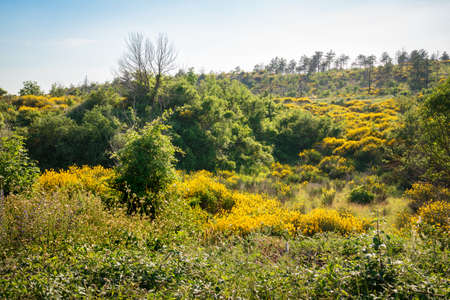 Landscape of cCesane mounts in the region of Pesaro and Urbino, Marche, Italy. Yellow brooms are flowering everywhere. The mount is covered by pine treesの写真素材