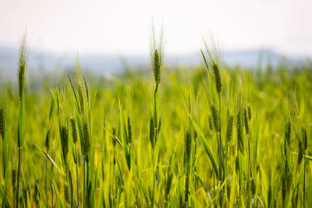 Field of green wheat in Italy, near Pesaro and Urbino, in the region Marche of Italy. Close up of the ears with detail of the grainsの写真素材
