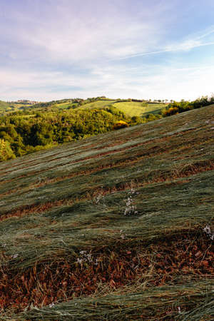 View of the fields and trees near Belvedere Fogliense in the Marche region of Italy, at morning when the sun rises.の写真素材