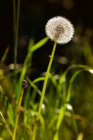 Macro of dandelion seeds with back light on a dark backgroundの写真素材