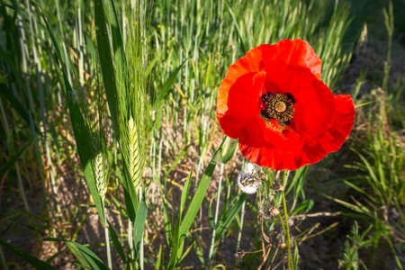 A red poppy close to a wheat field near Pesaro and Urbino in the Montefeltro, in the Marche region of Italy, at the end of springの写真素材