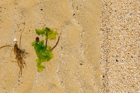 Two sand textures and algs on the beach close to the Adriatic sea in Italyの写真素材