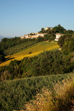 A view of Belvedere Fogliense, a little village on a hill, between Pesaro and Urbino in the Montefeltro region of Italy, at the beginning of summerの写真素材