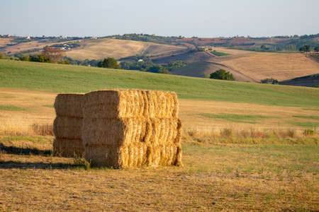 A view of haystacks in a field near Montegridolfo, an antique village in the Emilia-Romagna region of Italy. Cultivated fields on the hillside, under the first rays of sunlight, just after the dawn.の写真素材