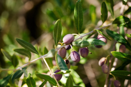 Close-up of black olives on the branch of an olive tree in Belvedere Fogliense in the Marche region of Italyの写真素材