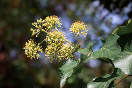 Hedera helix in bloom, growing on a tree trunk, in Marche region, Italyの写真素材