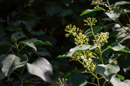 Hedera helix in bloom, growing on a tree trunk, in Marche region, Italyの写真素材