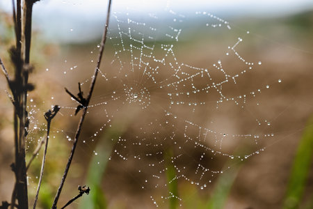 Closeup of dew droplets on a spider web, like little water pearls, during a foggy morning in autumn. Marche region of Italyの写真素材