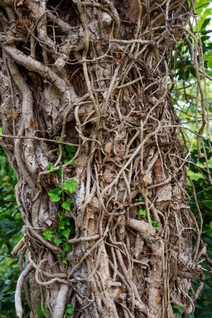 Dead ivy roots on a tree trunk, with a colony of red firebugsの写真素材