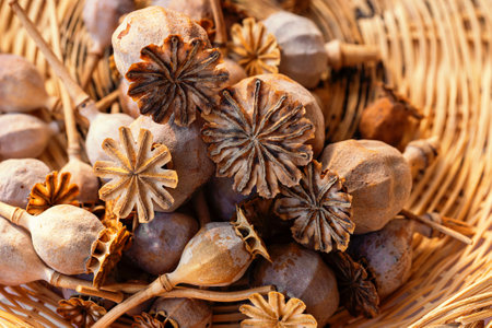 Closeup photography of many poppy heads in a wicker basketの写真素材