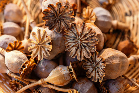 Closeup photography of many poppy heads in a wicker basketの写真素材