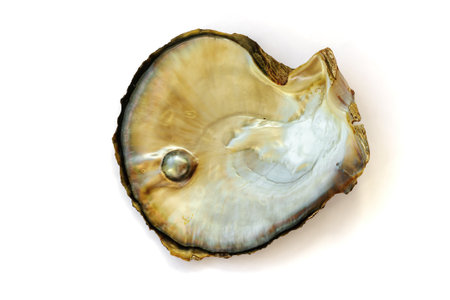 Mother of pearl oyster, with a pearl, isolated on white backgroundの写真素材