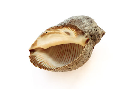 Rapana venosa shell from Tahiti isolated on whiteの写真素材