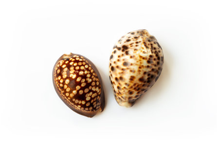 Cypraea Mauritania and Cypraea tigris shells isolated on white backgroundの写真素材
