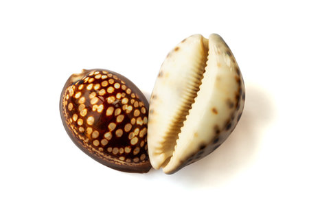 Cypraea Mauritania and Cypraea tigris shells isolated on white backgroundの写真素材