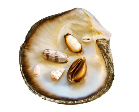 Mother of pearl oyster, with many little sea shellsl, isolated on white backgroundの写真素材