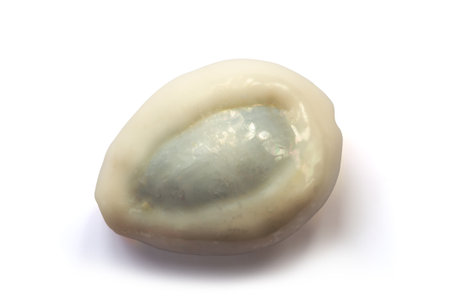 Cypraea annulus shell isolated on white backgroundの写真素材