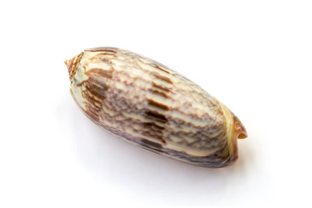 Oliva miniacea shell isolated on white backgroundの写真素材