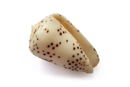 Conus parvatus shell isolated on white backgroundの写真素材