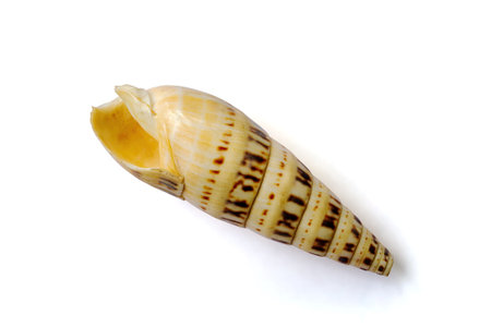 Broken Terebra Maculata shell isolated on white backgroundの写真素材