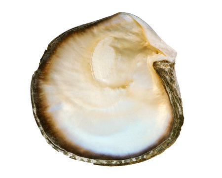 Mother of pearl oyster shell isolated on white backgroundの写真素材