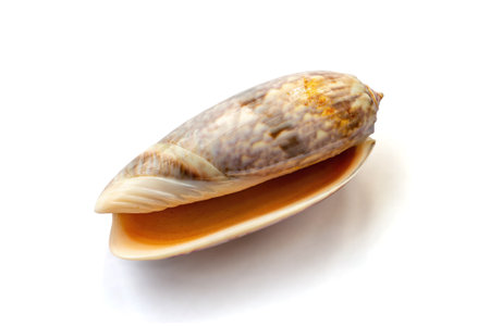Oliva miniacea shell isolated on white backgroundの写真素材