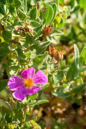 Cistus albidus in a garden in Provence, south of Franceの写真素材