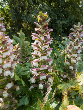 Acanthus mollis Bear's Breeches a spring summer flowering plant with a white summertime flower and a purple hood which open in July and August and is commonly knowns as Bears Breechesの写真素材