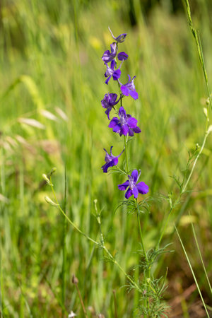 Delphinum ajacis in the meadow. Provence, south of Franceの写真素材