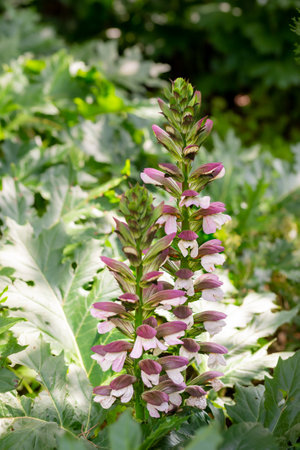 Acanthus mollis Bear's Breeches a spring summer flowering plant with a white summertime flower and a purple hood which open in July and August and is commonly knowns as Bears Breechesの写真素材