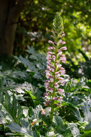 Acanthus mollis Bear's Breeches a spring summer flowering plant with a white summertime flower and a purple hood which open in July and August and is commonly knowns as Bears Breechesの写真素材