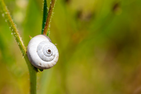 Single snail shell, on a plant  in the garden, in Provence, south of Franceの写真素材