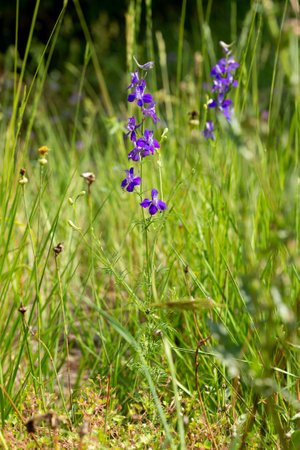 Delphinum ajacis in the meadow. Provence, south of Franceの写真素材