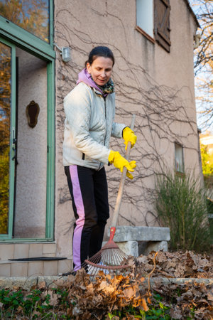 Woman gardening, collecting autumn leaves with a rake in early winter, in Provence, a region of southern France.の写真素材