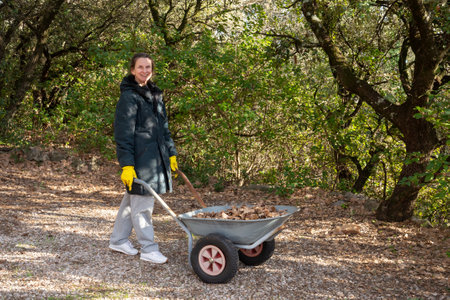 Woman gardening, moving a wheelbarrow full of fallen leaves in early winter, in Provence, a region of southern France.の写真素材