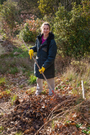 Woman gardening, picking up the fallen autumn leaves with a rake at the beginning of winter, in Provence, a region of the southern Franceの写真素材