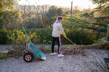 Woman gardening, collecting autumn leaves with a rake in early winter, in Provence, a region of southern France.の写真素材