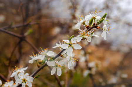 Fruit tree flower under the warm spring sunの写真素材