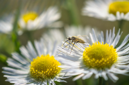 Closeup of a mosquito on a chamomile flowerの写真素材