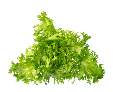 Curly salad isolated on white backgroundの写真素材