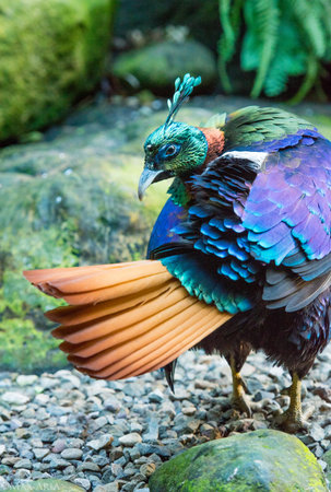 Peacock posing over the shoulder in a beautiful environment