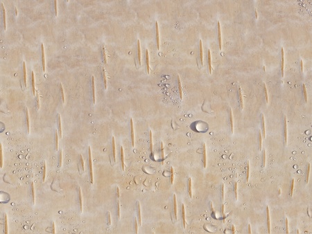 Young-growth birch bark with water drops の写真素材