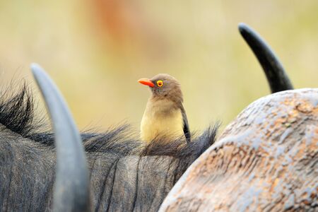 Red-billed oxpecker sitting on a Cape buffalo,の写真素材