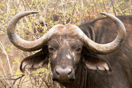 Cape Buffalo in the Kruger National Park