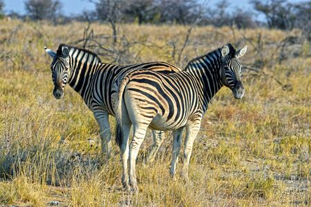 Zebras in the Etosha National Park in Namibiaの写真素材
