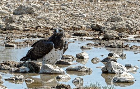 Martial eagle in the Etosha National Park in Namibia