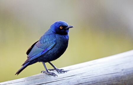 Red-shouldered glossy star, Botswana Okavango Deltaの写真素材