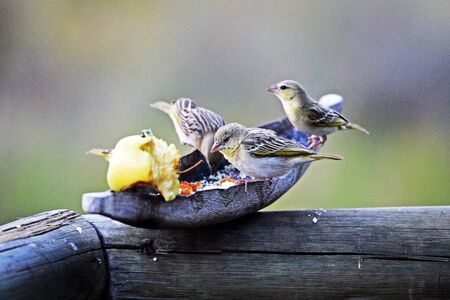 Africa's birdlife in feedingの写真素材