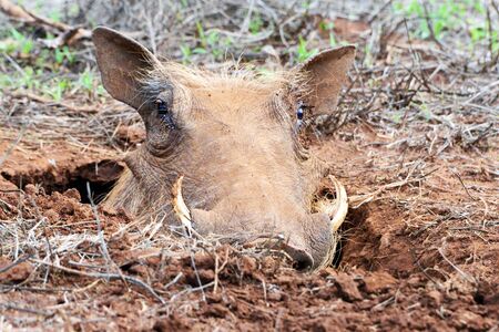 Hlane Royal National Park, Swaziland, warthogの写真素材